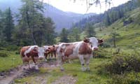 Eigene Kühe auf der Alm